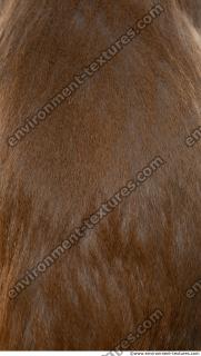 monkey skin fur  0014